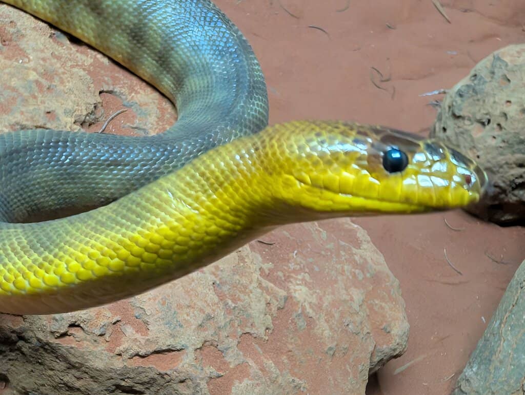 Kangaroo & Emu Feeding