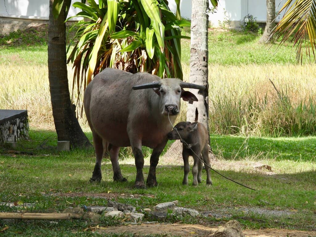 Coconut Grating Demonstration