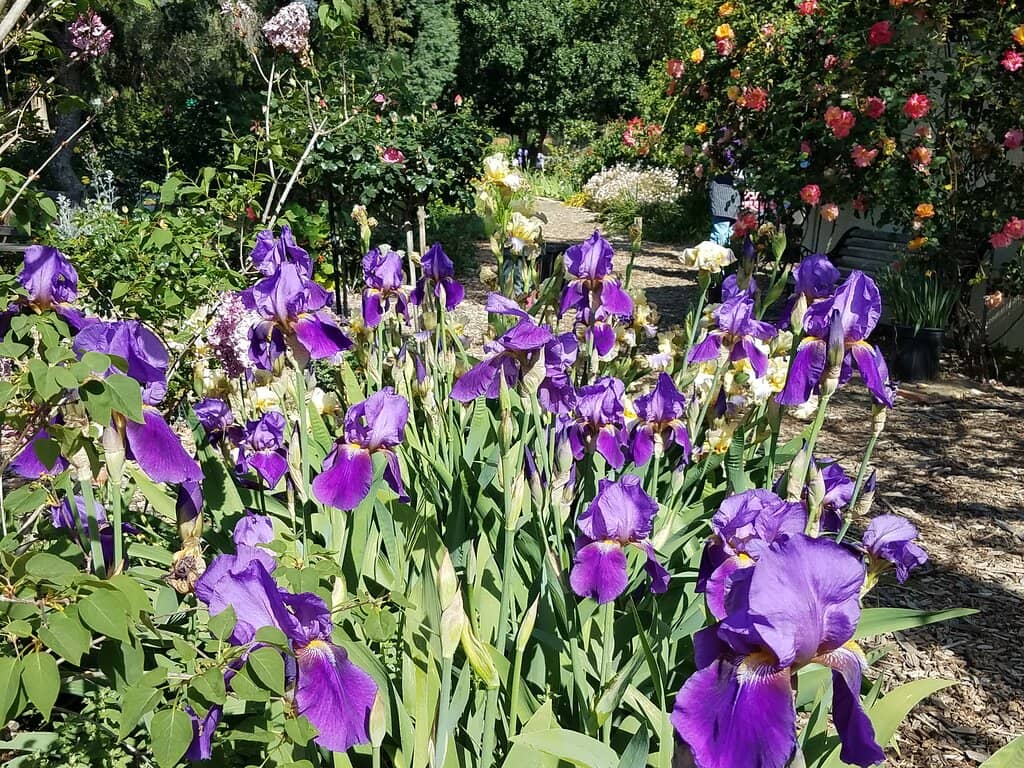 Cacti and Succulent Garden