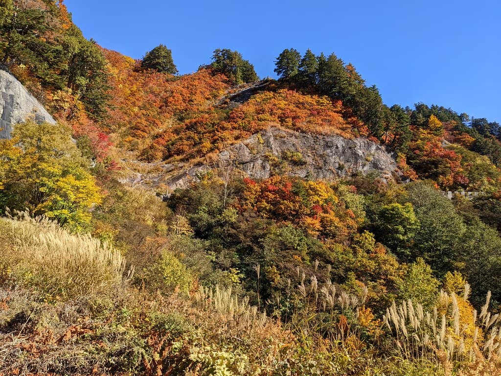 Autumn Foliage Spectacle