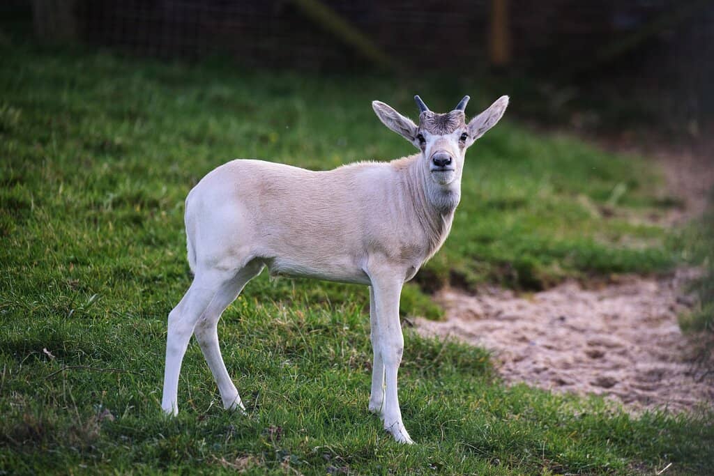 Snow Leopard's Grace