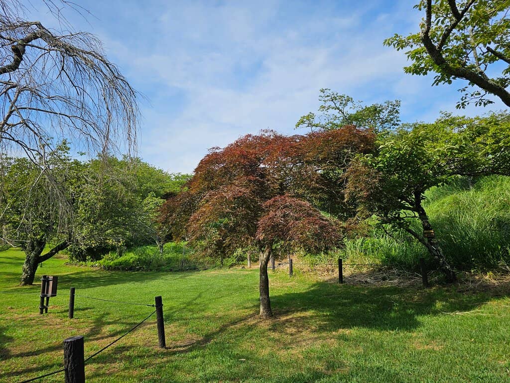 Mount Omuro Backdrop