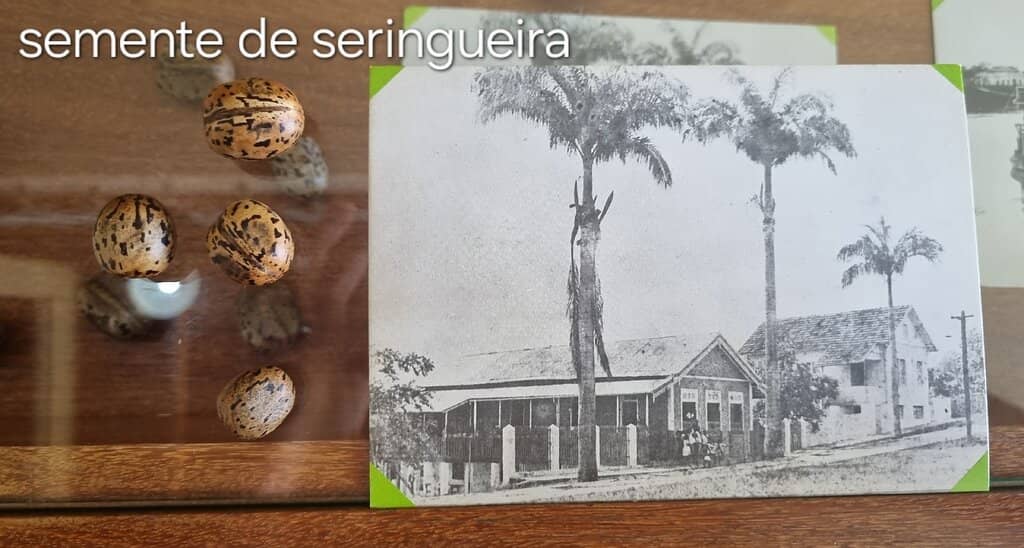 Seringueiro Life Recreation