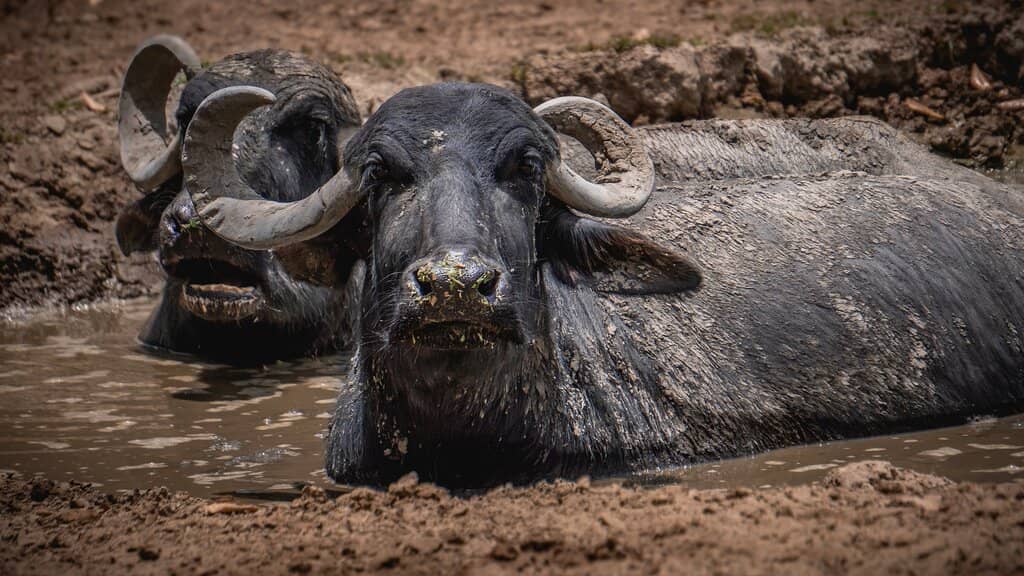 African Savannah Zone