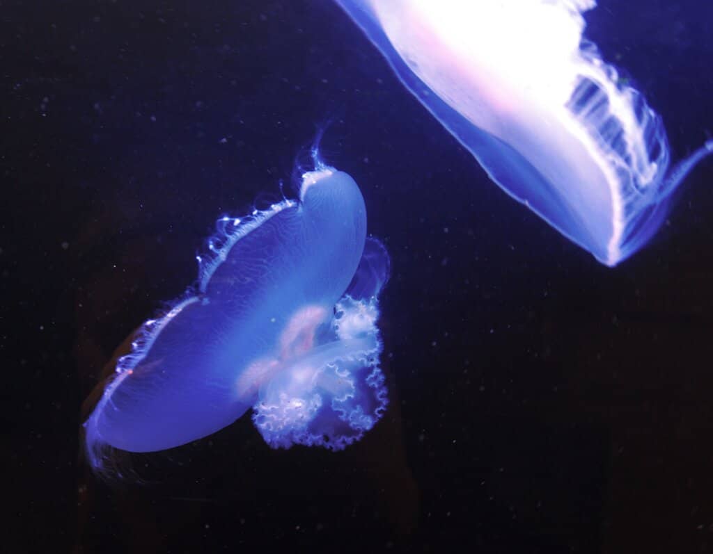 Local Marine Life Displays