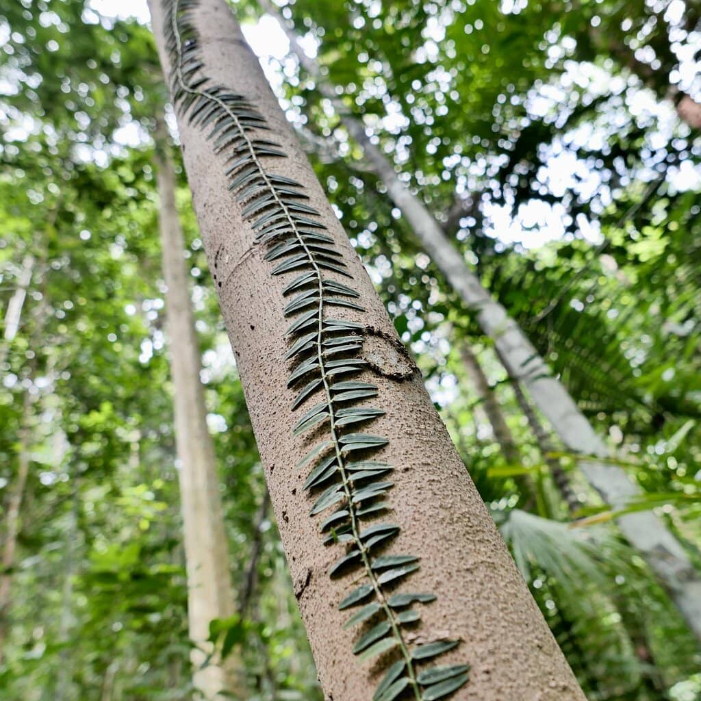 Forested Hiking Trails