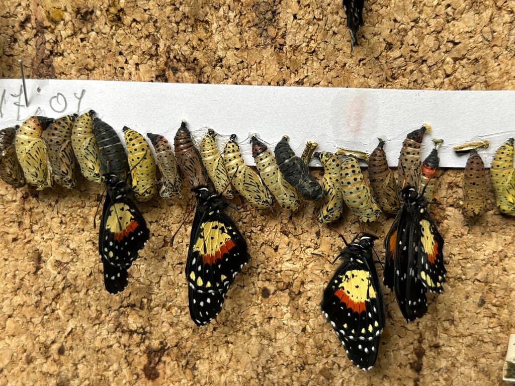Blue Monarch Magic