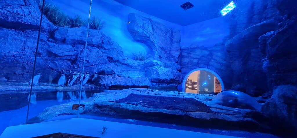 Interactive Bird Zone