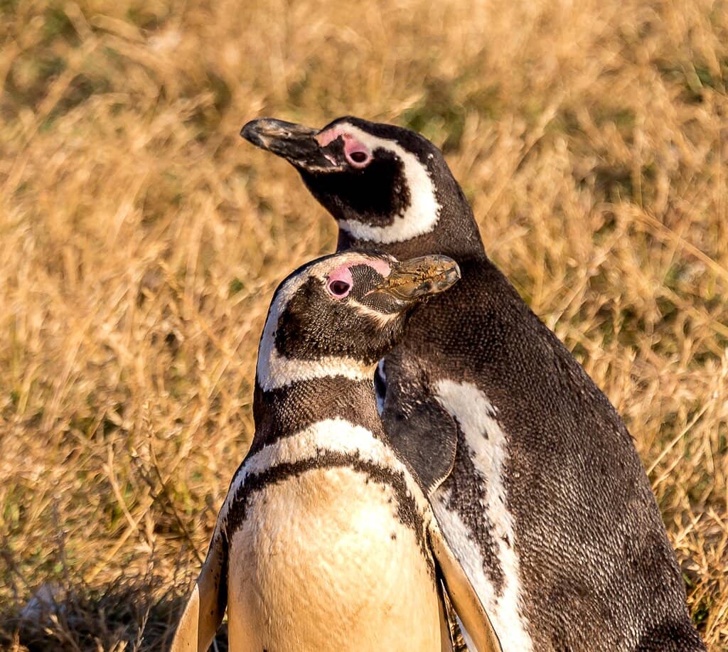 Strait of Magellan Crossing