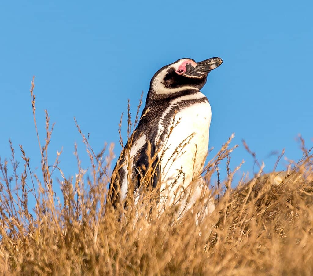 Isla Marta's Avian Residents
