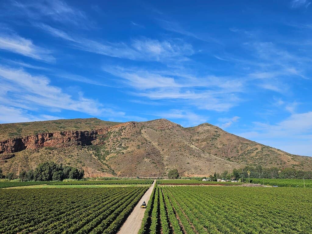 Christina's Chardonnay