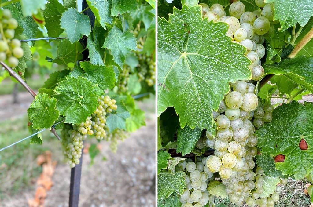 Estate Winery Tour