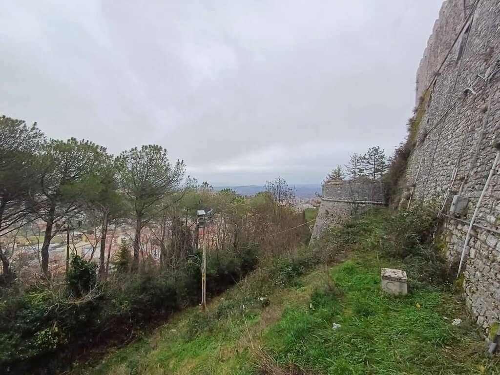 Memorial Tree-Lined Road