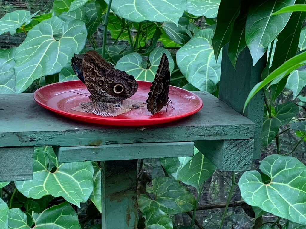 Exotic Encounters