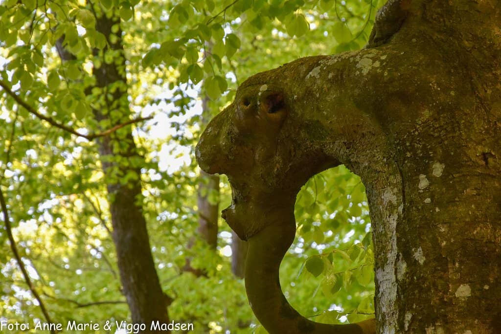 Royal Chair Viewpoint