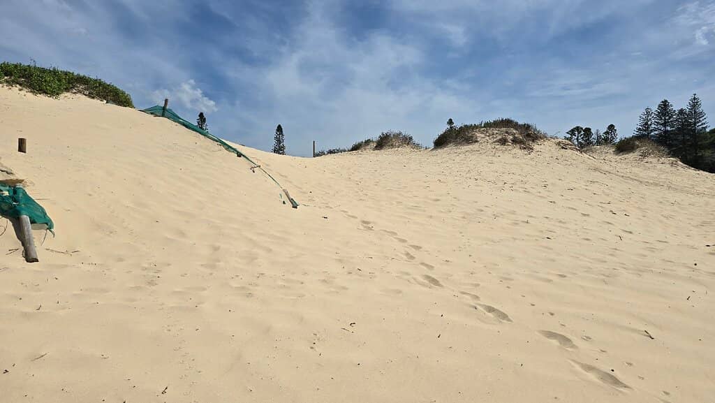 Dog-Friendly Paradise