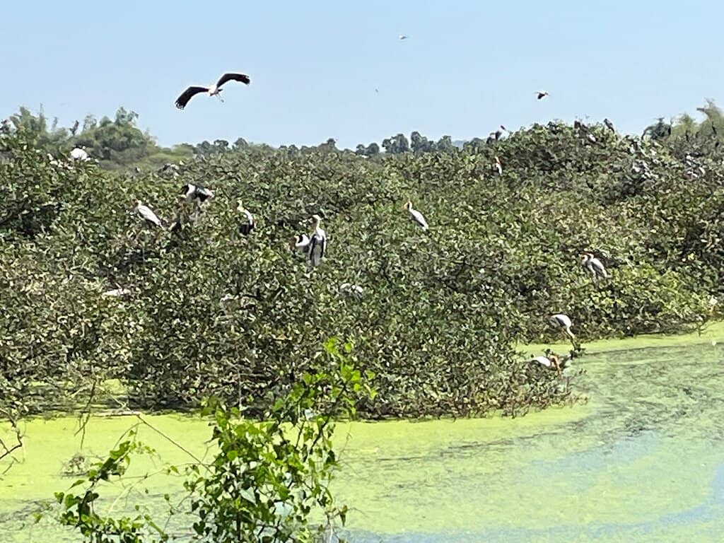 Serene Natural Setting