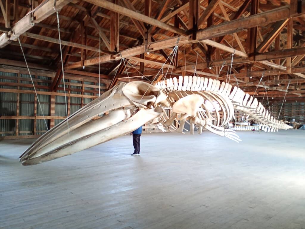 Impressive Animal Skeletons