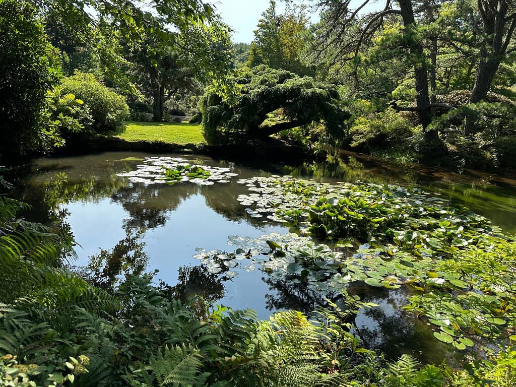 Vibrant Azalea Blooms