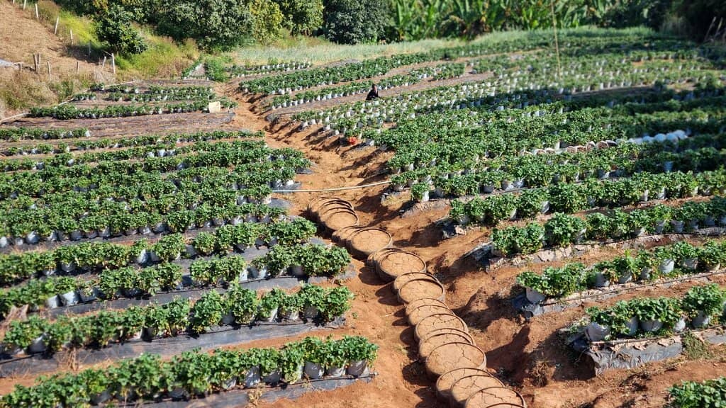 Authentic Thai Delicacies