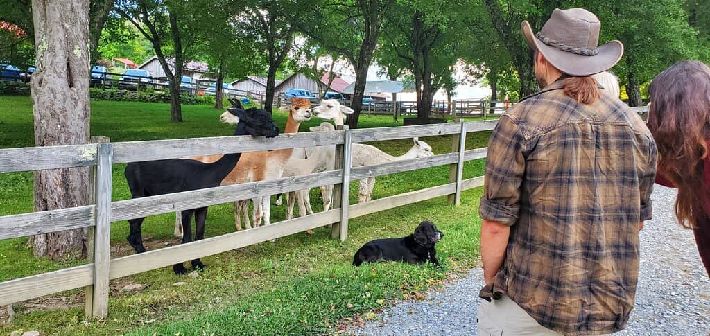 Alpaca Encounters