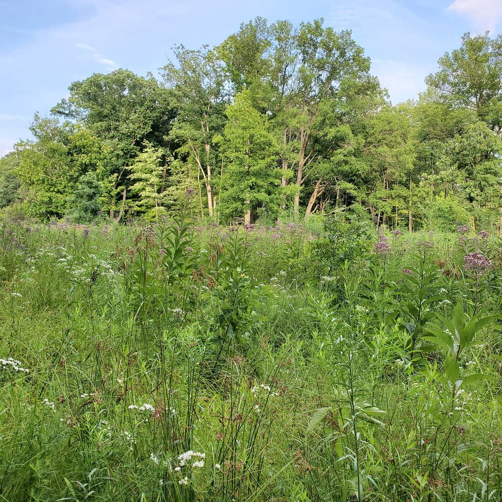 Wildflower Trail