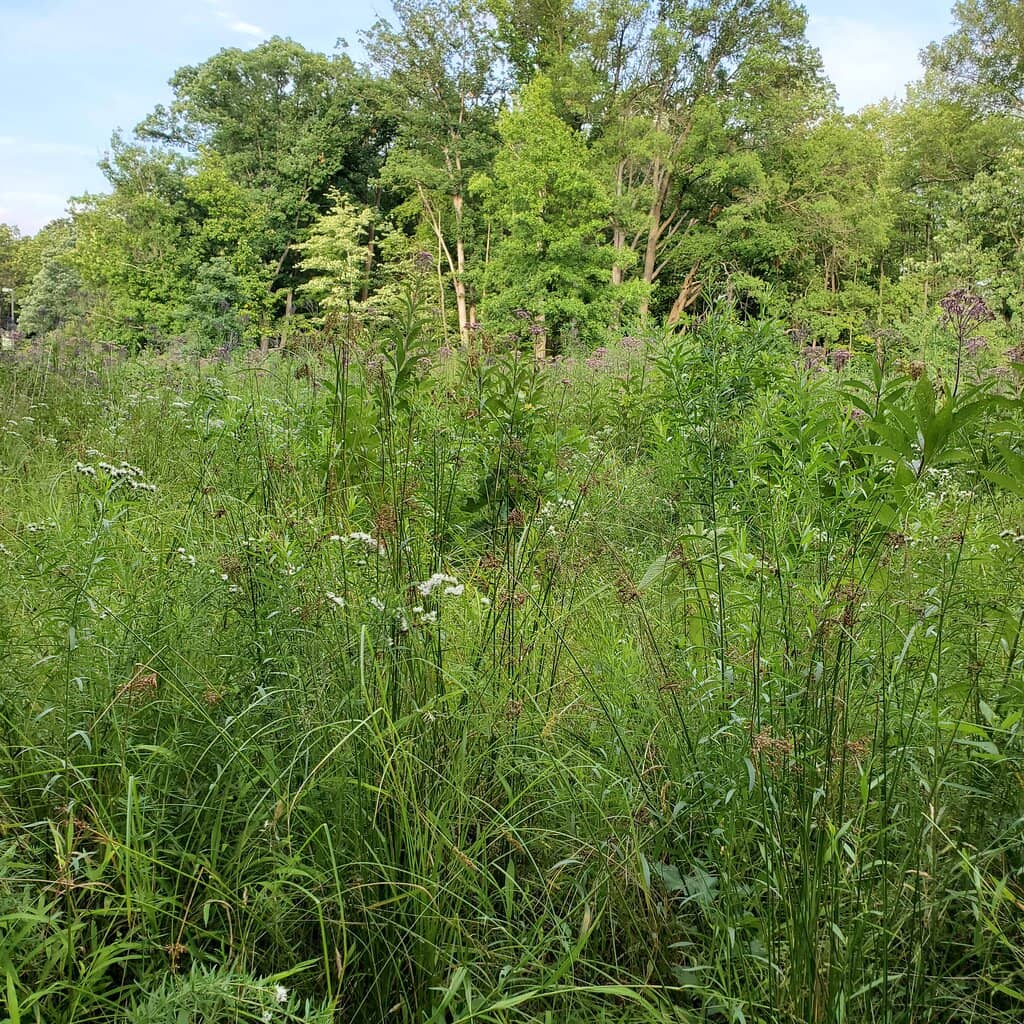 Bird Watching Window