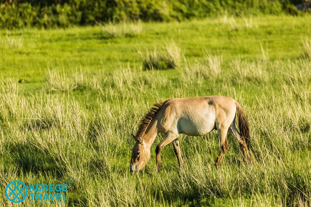 Vast Mongolian Steppe
