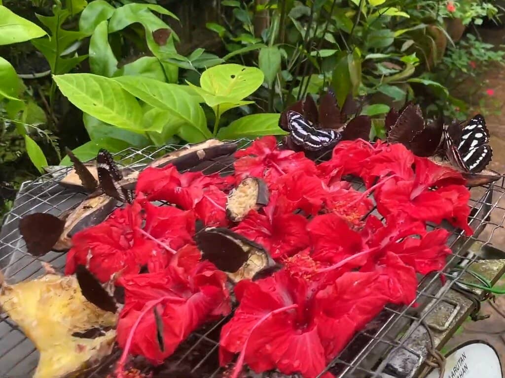 Exotic Insect Displays