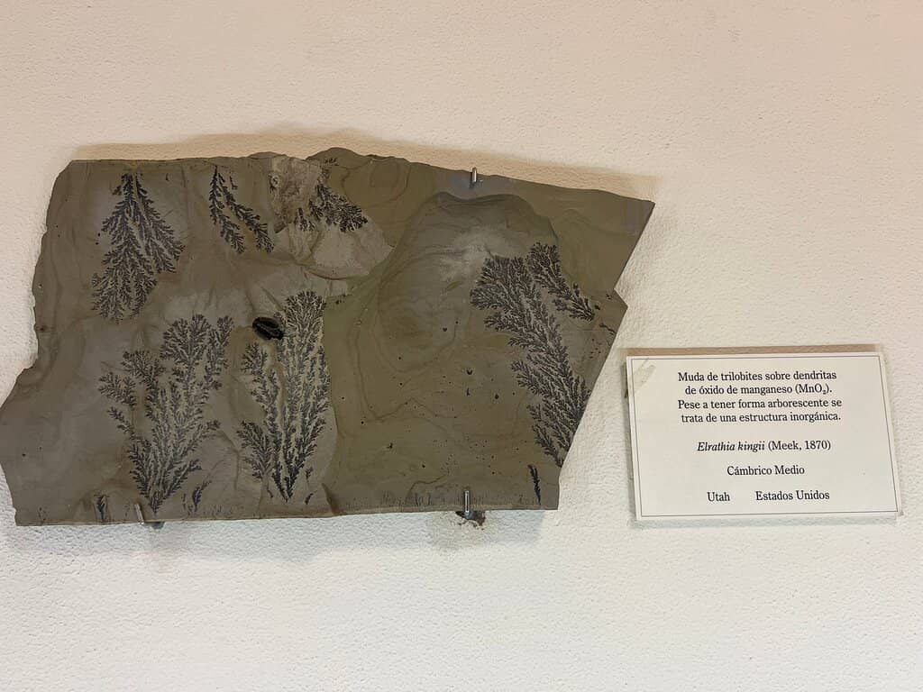 Fossil Displays