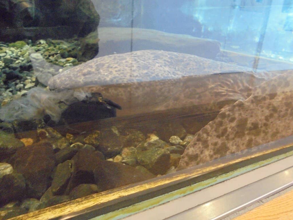 Natural Dioramas