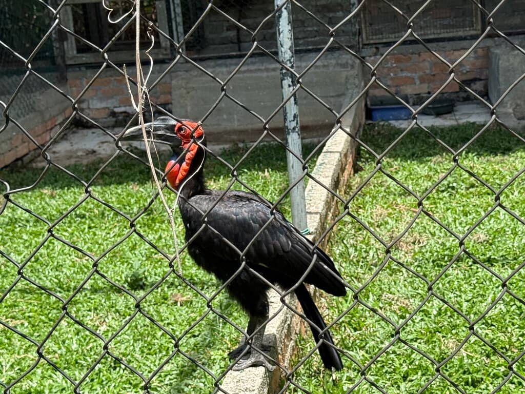 Bird Shows