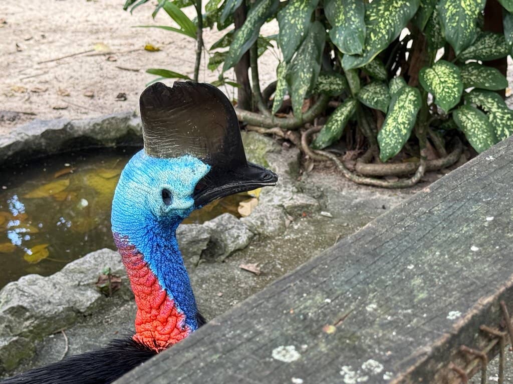 Walk-in Aviaries
