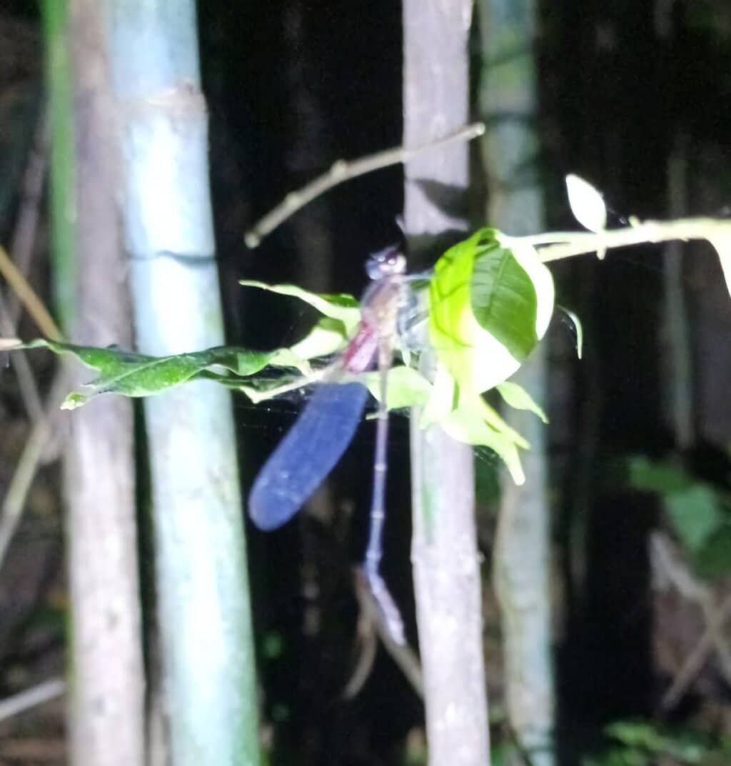 Nocturnal Wildlife Spotting