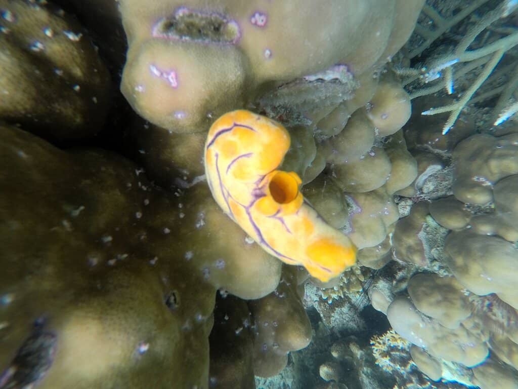 Crystal-Clear Waters