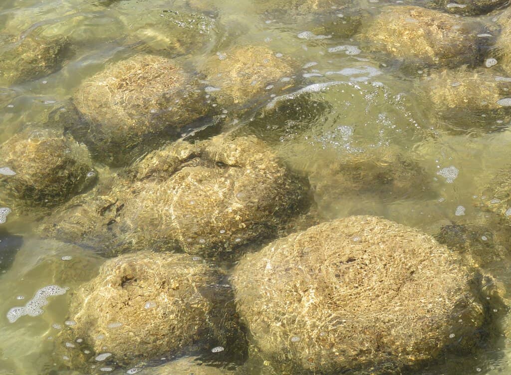 Yalgorup National Park