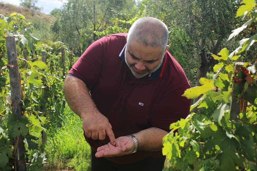 Artisanal Olive Oil Tasting