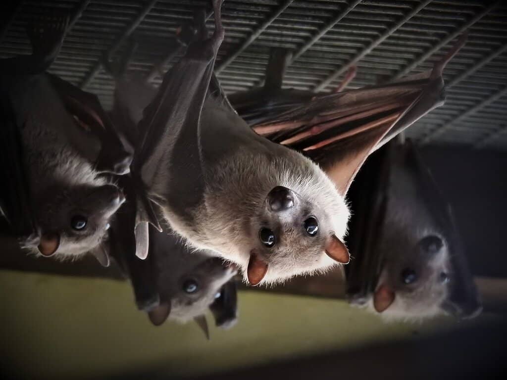 Diverse Animal Enclosures