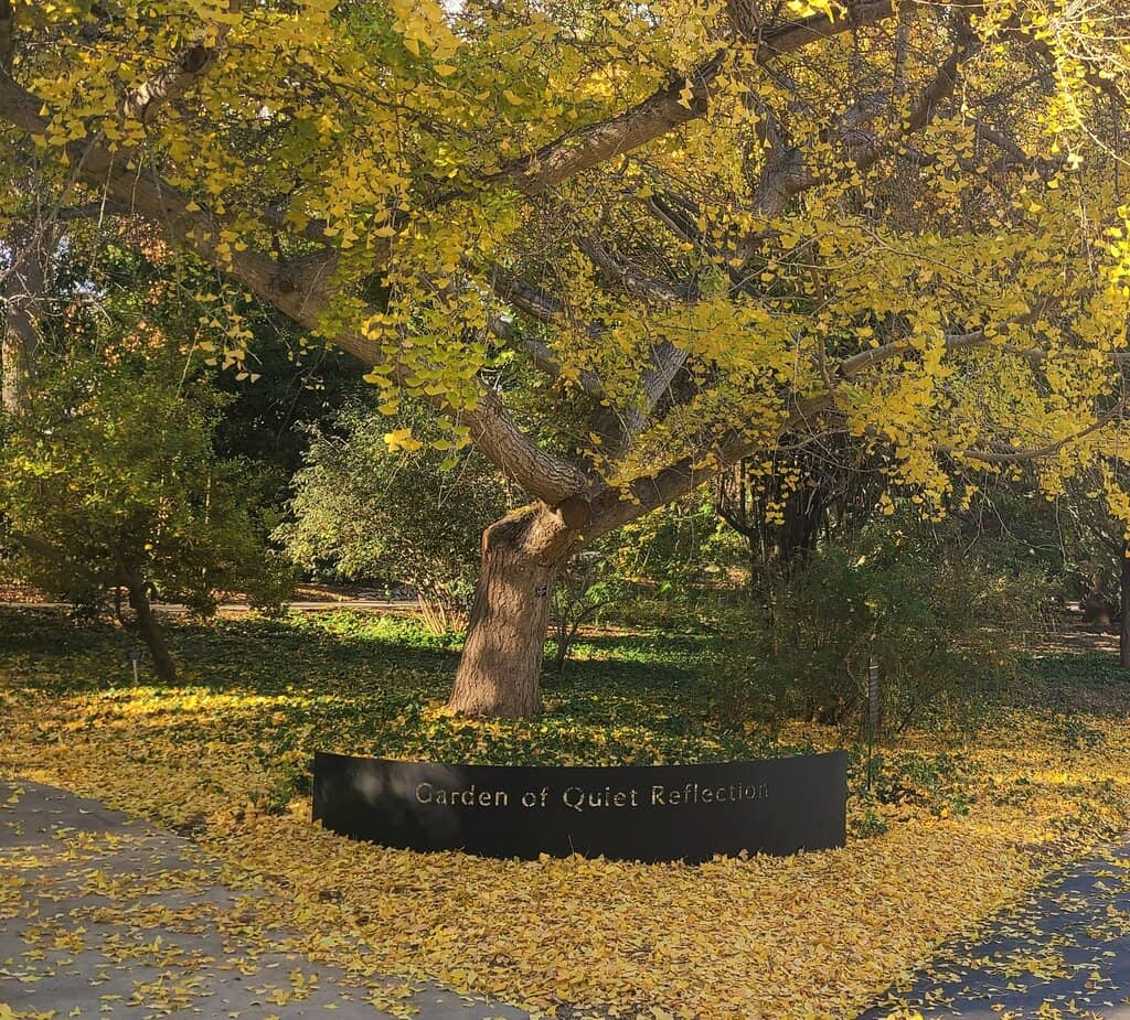 The Jungle Garden