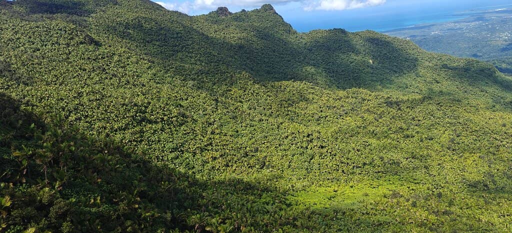 Rainforest Hike