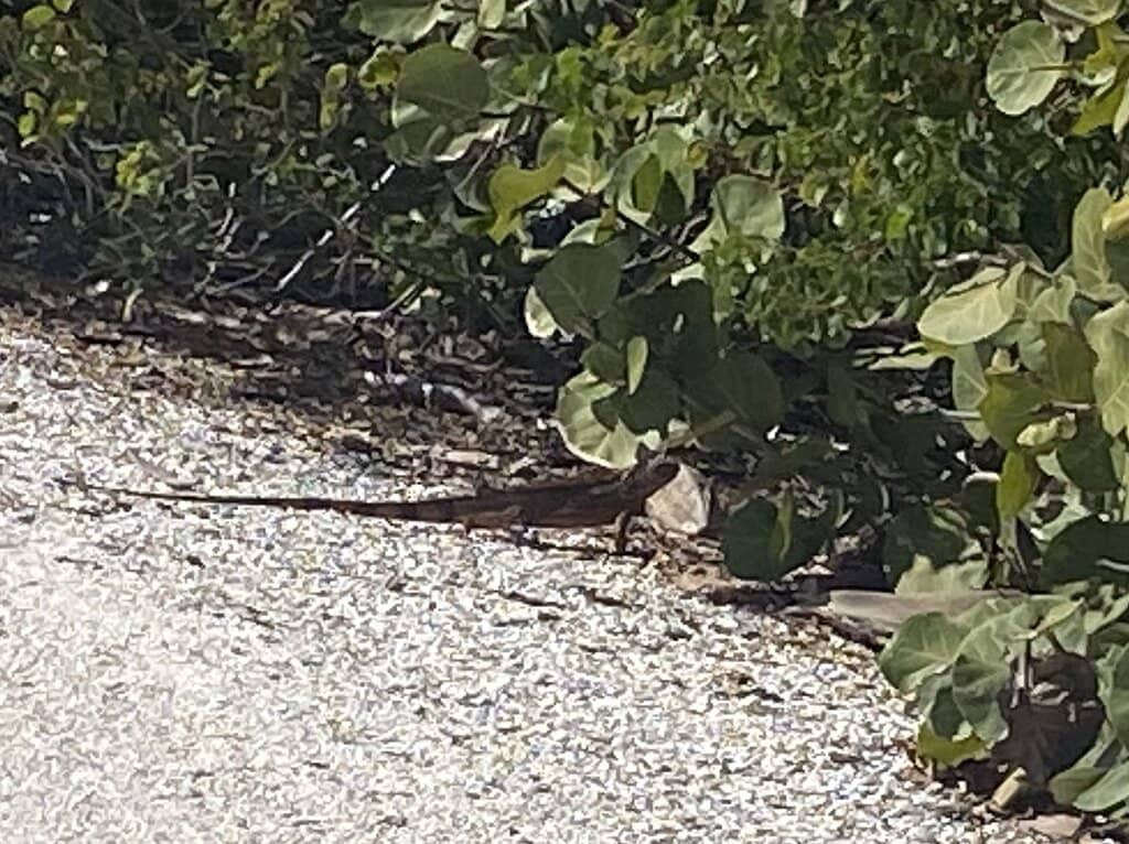 Calusa Artifacts and Atlatl