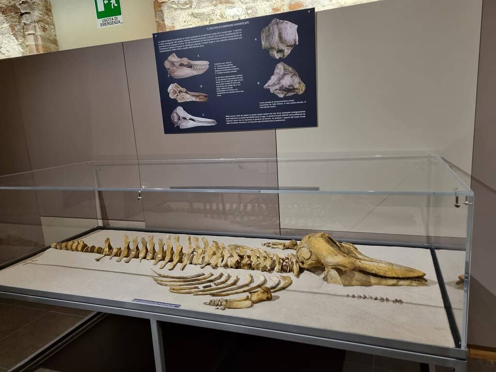 Highlights