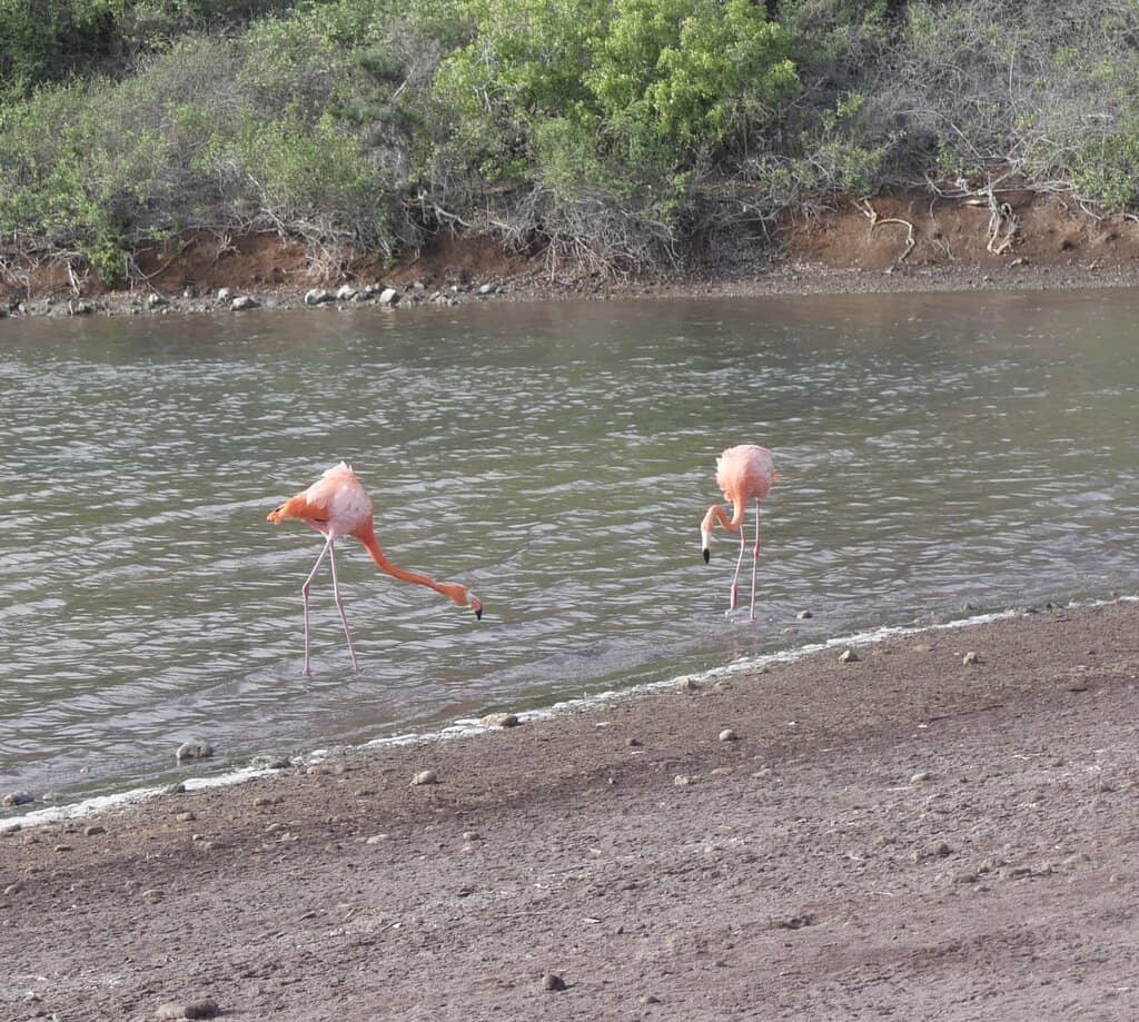 Vibrant Red Sand Beaches