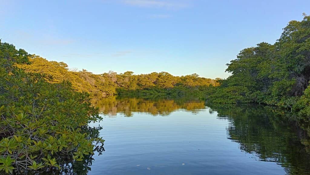 Eagle Ray Encounters