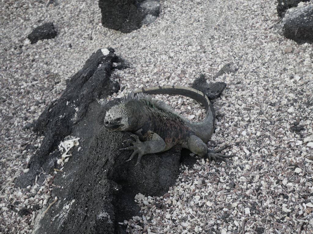 Sally Lightfoot Crabs