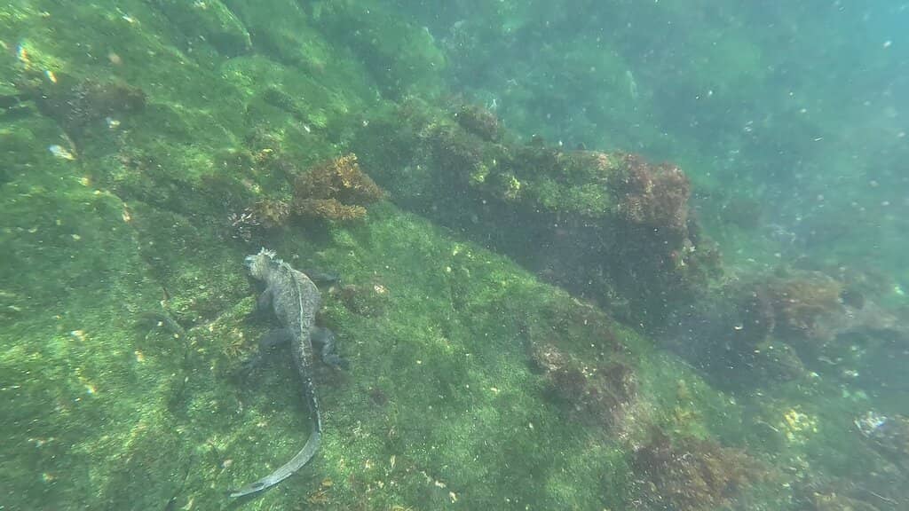 Marine Iguana Colonies