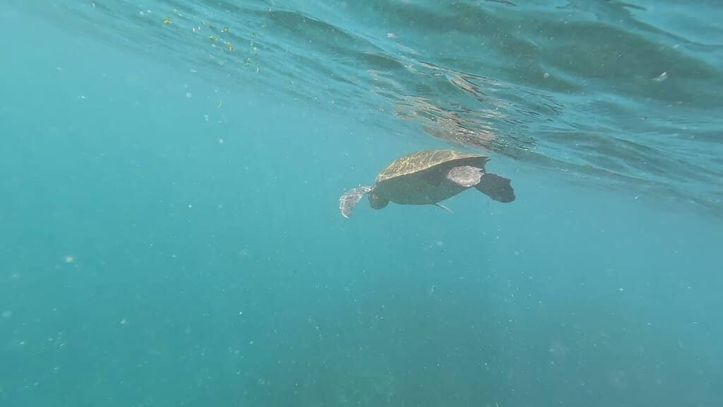 Underwater Wildlife