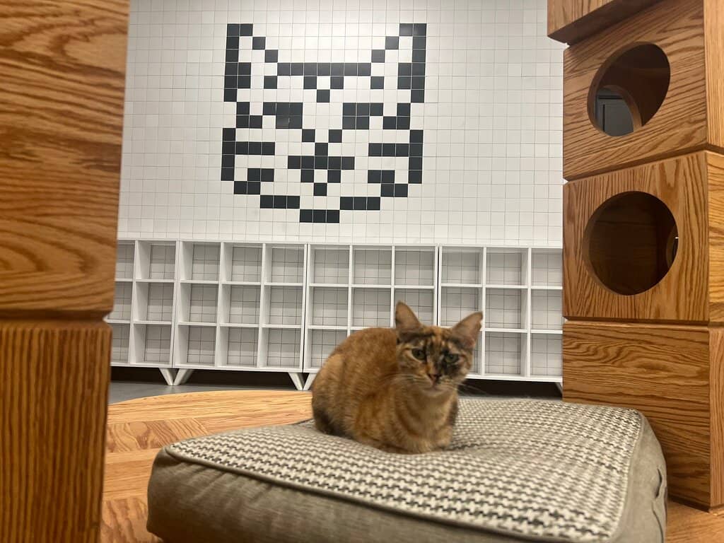 Cat History & Art