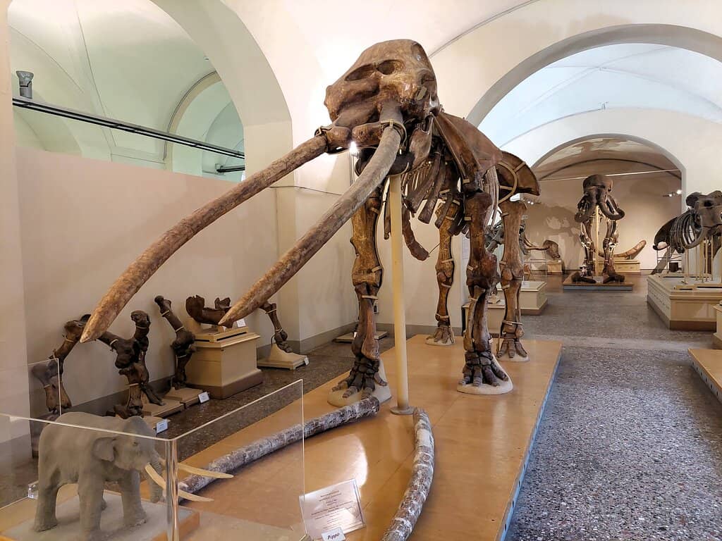 Diverse Taxidermy Collection