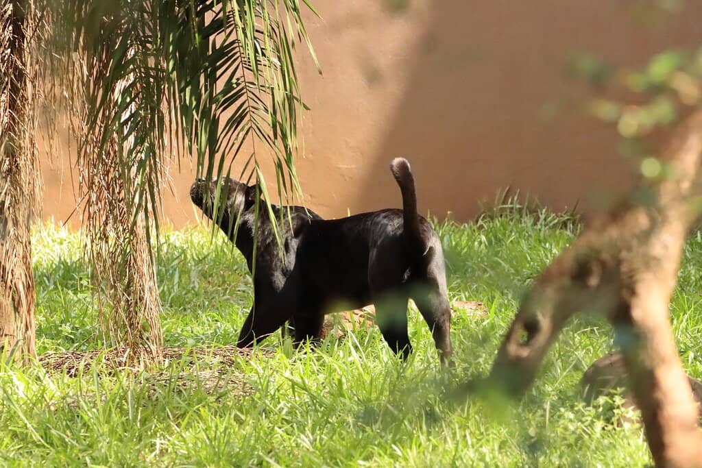 Rescued Wildlife Encounters